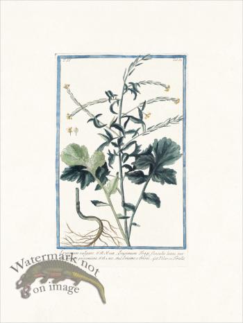 Bonelli 337 Wall flower